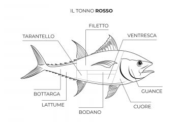 Parti del tonno rosso