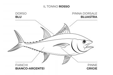 Tonno rosso