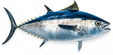 The tuna